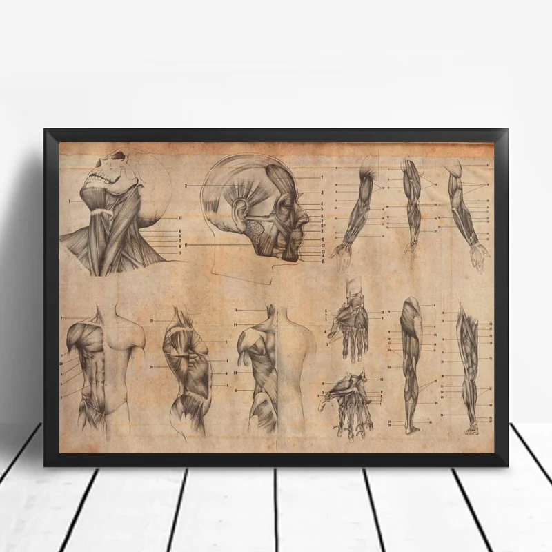 

Vintage Anatomy Mauriziodeangelis Poster Canvas Painting Print Wall Art Home Decor No Frame