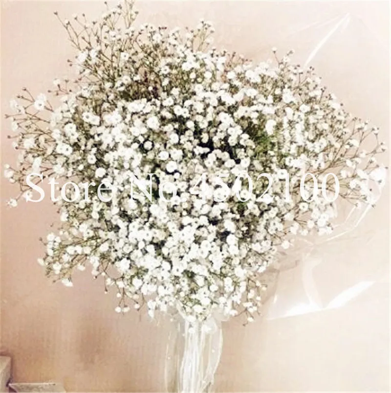 цветы которые не вянут гипсофилы. цветы сухоцветы гипсофила. гипсофила мирабелла. гипсофила космик. гипсофила метельчатая роуз.