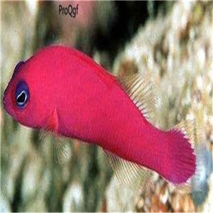 Набор 50 шт - Цвет: pseudochromis porphy