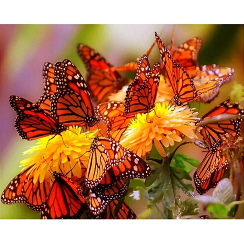 Бабочка монарх. Полет бабочки. Бабочка на цветке. Бабочка монарх бабочковое дерево. Несколько бабочек.