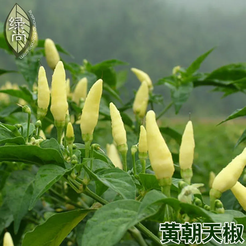 

Yellow bonsai 4 Seasons Pepper Garden Terrace Potted Vegetable bonsai Yield Pepper 200pcs