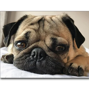 

5d DIY Diamond Embroidery,Animal Dog Pug Small pets round Diamond Painting, square Cross Stitch Diamond Mosaic art,Needle LG2398