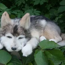 Новогодний подарок моделирование Спящих Собак подарок для сна домашние декоративные аксессуары для автомобиля моделирование huskies