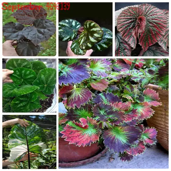 

Hot Sale 100 pcs Rare Exotic Coleus Bonsai Flowers Potted Bonsai Garden Courtyard Balcony Begonia Flower Plants Mix Colors