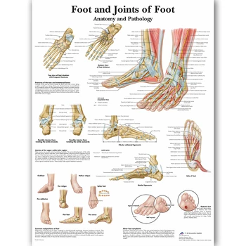Foot Joints of Foot Chart Anatomy Pathology Poster Canvas Painting Wall Pictures for Medical Education Doctors Office Classroom 1