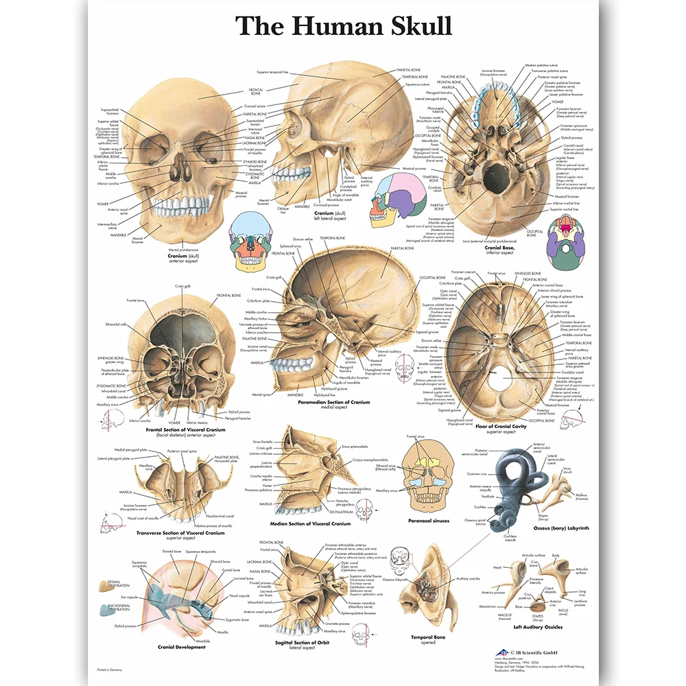 Wall Height Chart For Medical Office