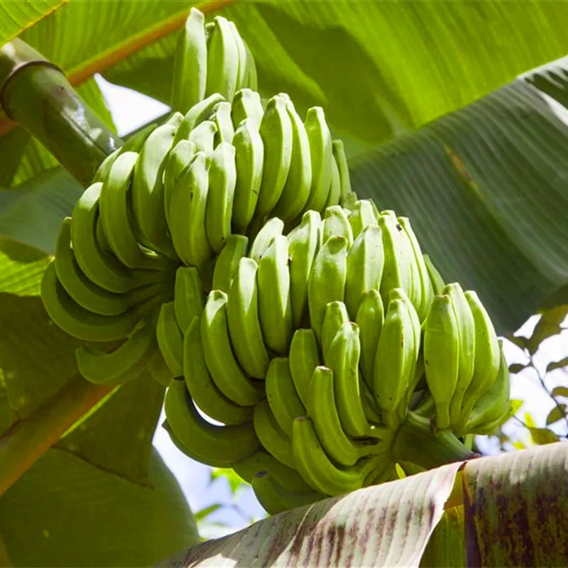 100pcs Double Potted Banana Bonsai Tree Organic Fruit Mini Giant Dwarf