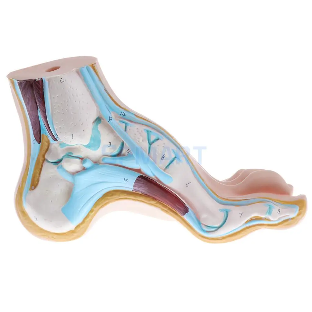 1:1 Lifesize Set of 3 Pieces Human Normal Flat Arched Foot Anatomical Model Lab Equipment