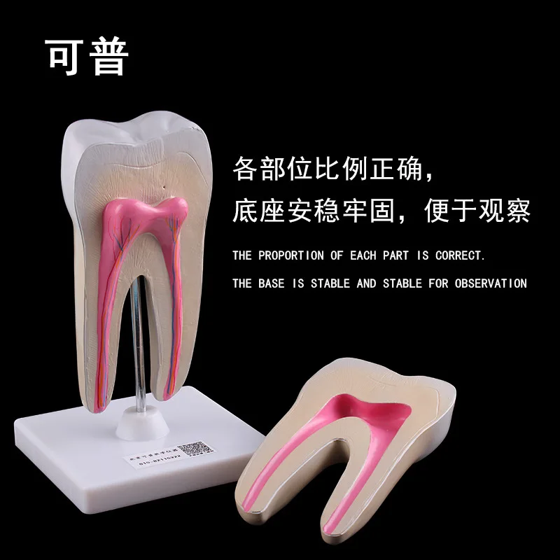 Анатомия человека молярная увеличение модель здорового большой зуба Стоматологический для ротовой полости преподавания декоративная форма