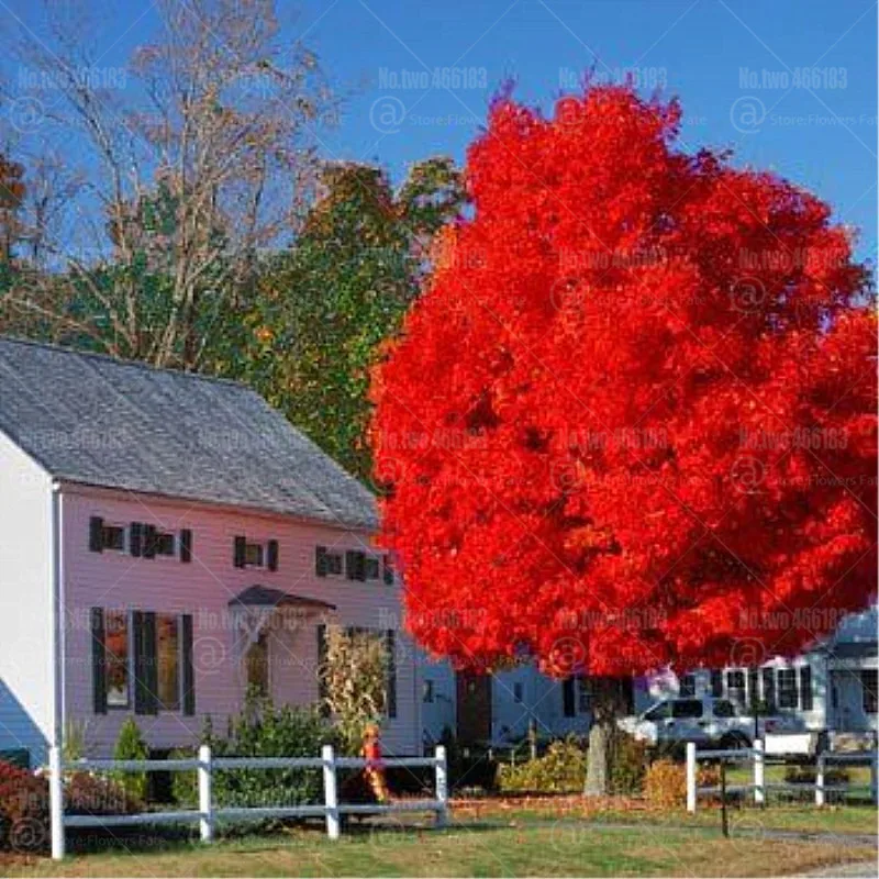 

2pcs American Red Oak Bonsai Rare Bonsai Tree Plants Red Quercus palustris Perennial Gaint Tree DIY Home Garden Potted Plants