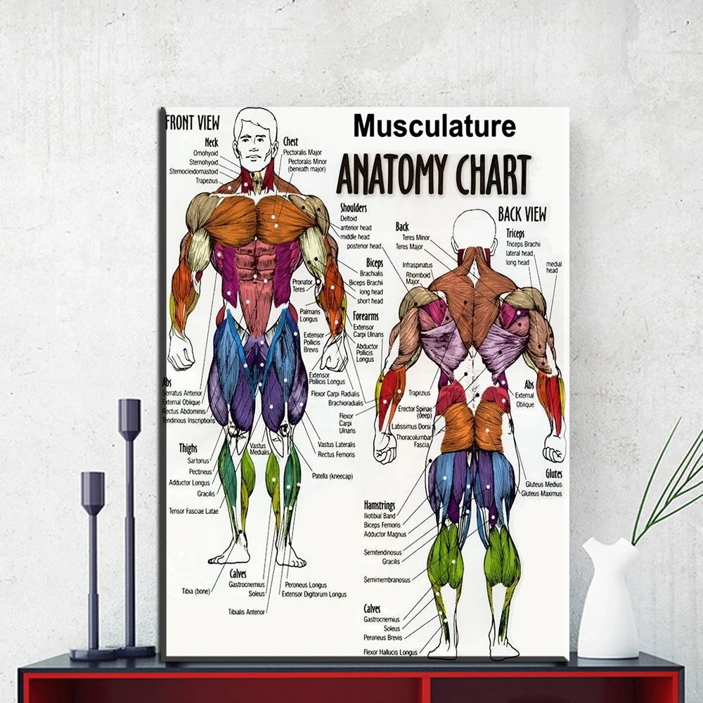 Zz1855 Human Musculature Anatomy Poster Print Picture Canvas Zz1855 Human Musculature Anatomy Poster Print Picture Canvas Images, Photos, Reviews