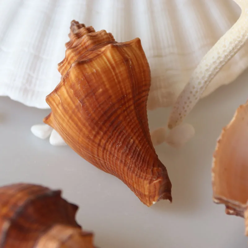

Free Shipping(10pcs/lot)Torch Whelk Natural Shell & Conch Home Decoration Aquarium Landscaping Shell Ornaments