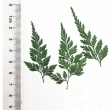 30 шт. краситель зеленый цвет stenoloma chusana/листья папоротника сухих цветов Пресс цветы отправка