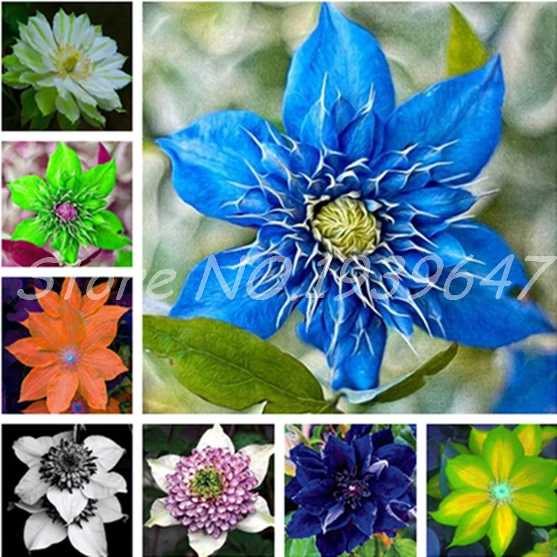 

Climbing Clematis Bonsai Flowers Clematis Vine Potted Perennial Flower Outdoor Clematis Bloom Plants Pot Garden Decor 200 Pcs