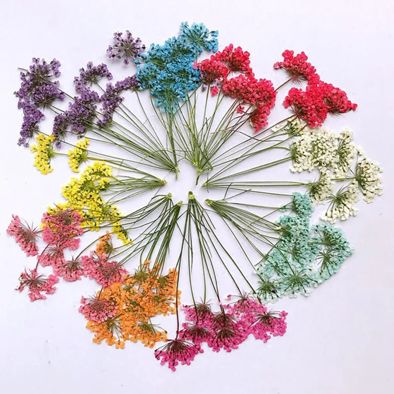 Пучки кружевных цветов на стеблях, сушеные цветы, настоящие растения для детских образцов, головоломка 120, пучки