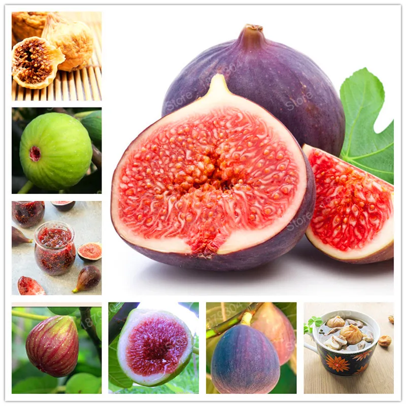 

Edible organic fig fruit flores riching in vitamin productive fruit tree plantas healthy fruit bonsai plant DIY home garden 200