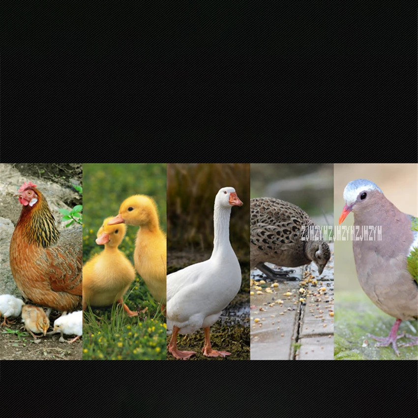 HF108-2112 Digital Egg Incubator Full Automatic Hatcher Chicken Duck Goose Eggs Hatching Machine Thermostat Control Hatchery HF108-2112 Digital Egg Incubator Full Automatic Hatcher Chicken Duck Goose Eggs Hatching Machine Thermostat Control Hatchery