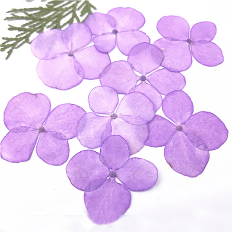 

China Supplier Purple Hydrangea Real Pressed Flower Raw Material For Iphone 8 Case Decoration Free Shipment 120 Pcs