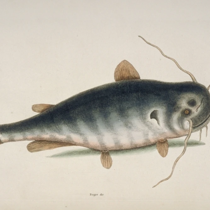 Ictalurus Punctatus  River Catfish Poster Print By Mary Evans Natural History Museum (36 X 24)