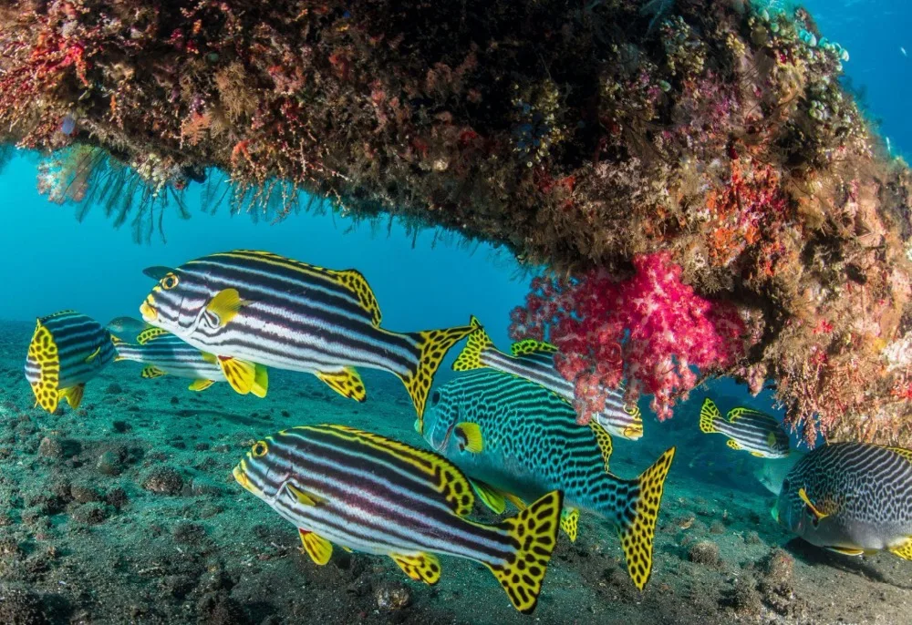 productimage-picture-meikon-waterproof-underwater-camera-housing-case-diving-equipment-60m-195ft-for-nikon-d500-102556
