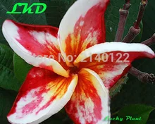 7-15inch Rooted Plumeria Rubra Plant Thailand Rare Real Frangipani Plants no153-madamponi-hybrid-1