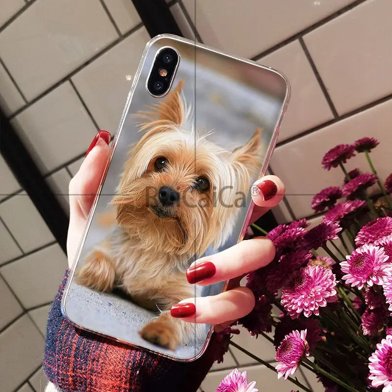 Yorkshire Terrier Dog