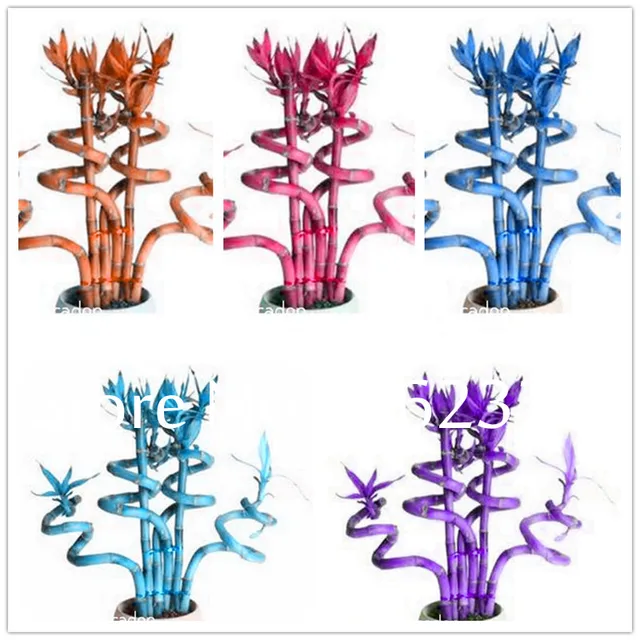 50 Pcs Pack Lotus Bamboo Bonsai Potted Balcony Lucky Plants 50 Pcs Pack Lotus Bamboo Bonsai Potted Balcony Lucky Plants Beautiful For Diy Home Garden Household Plant