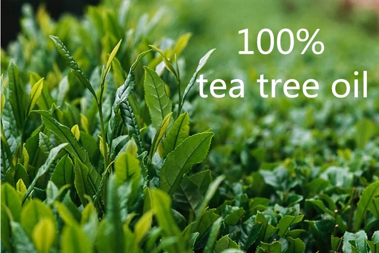 Harga Merek Terkenal Oroaroma Minyak Pohon Teh Pengobatan Alami Orang Dewasa Organi Cargan Menghapus Jerawat Whelks Kulit Minyak Pohon Teh Harga Merek Terkenal Oroaroma Minyak Pohon Teh Pengobatan Alami Orang Dewasa Organi Cargan Menghapus Jerawat Whelks Kulit Minyak Pohon Teh