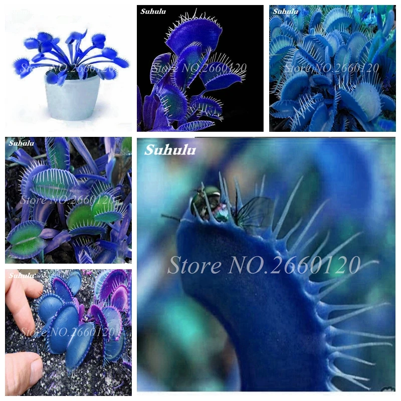

100 Pcs Garden Potted Plant Flytrap Bonsai Dionaea Muscipula Giant Clip Venus Flytrap Potted Planta Carnivorous for Flower Pot