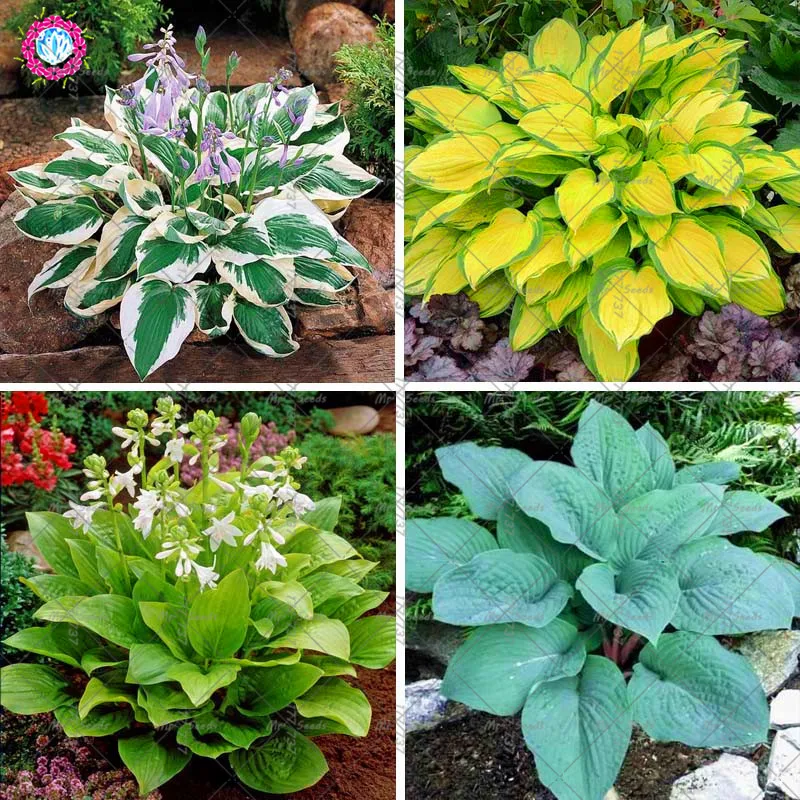 

100pcs Hosta Bonsai Plant Perennials Herb Rare Lily Flower Plant White Lace Home Pot Garden Ground Cover Ornamental Planting