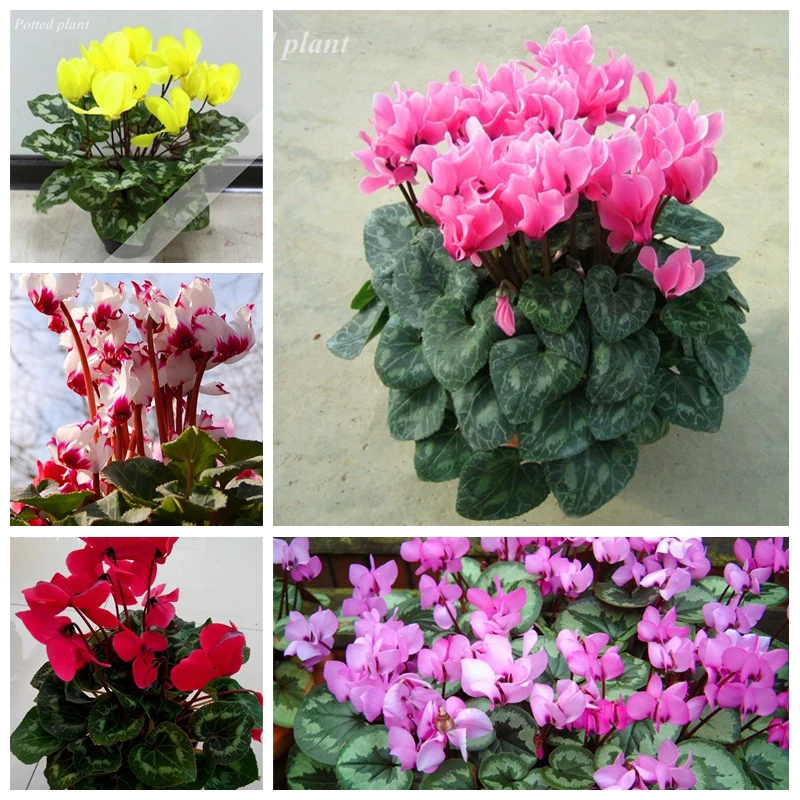 

Exotic Bonsai Flowers Cyclamen plant 100 Pcs Rare Hybrid Perennial Potted Flower Balcony Cyclamen Natural Growth For Home Garden