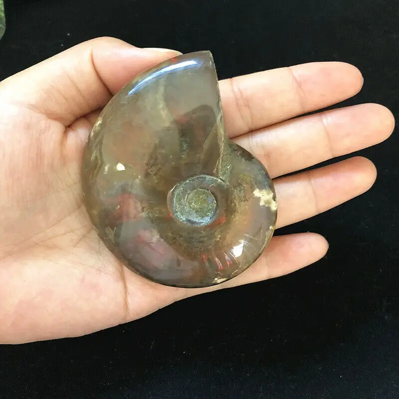

Wholesale 1PC 125g Natural Rainbow Ammonite Shell Fossil Conch Specimen Madagascar Gemstones Natural