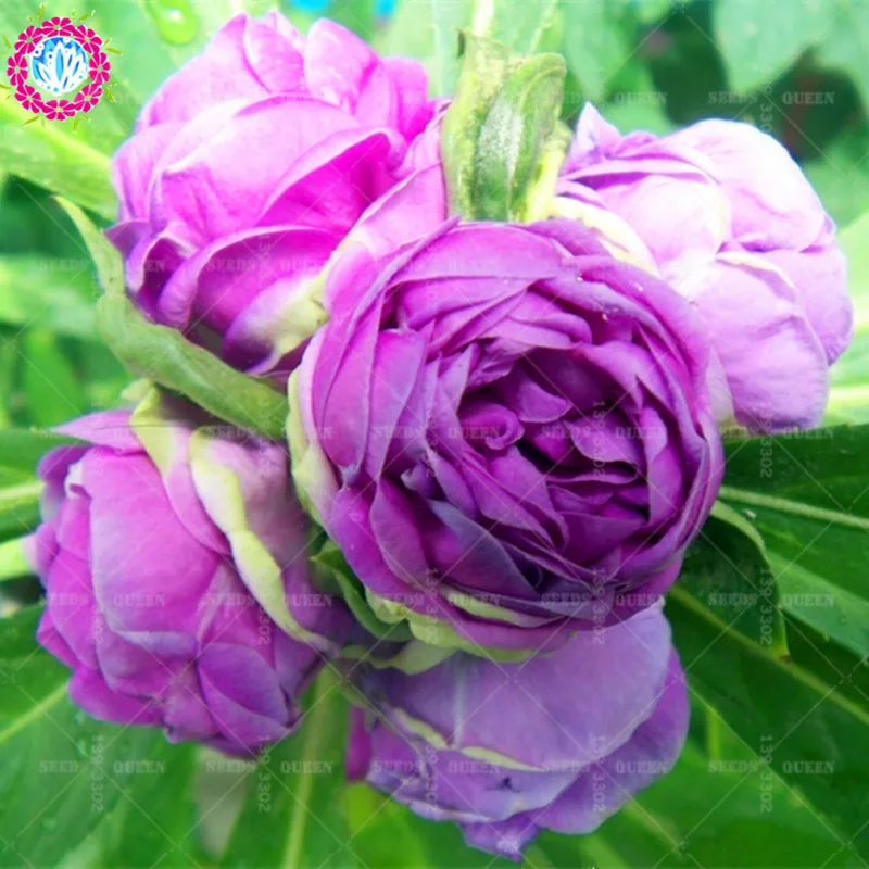 

50 pcs/bag pink&purple Impatiens Balsamine Bonsais Garden Balsam Potted Bonsais Bonsai Flower Bonsais For Home Garden Plants