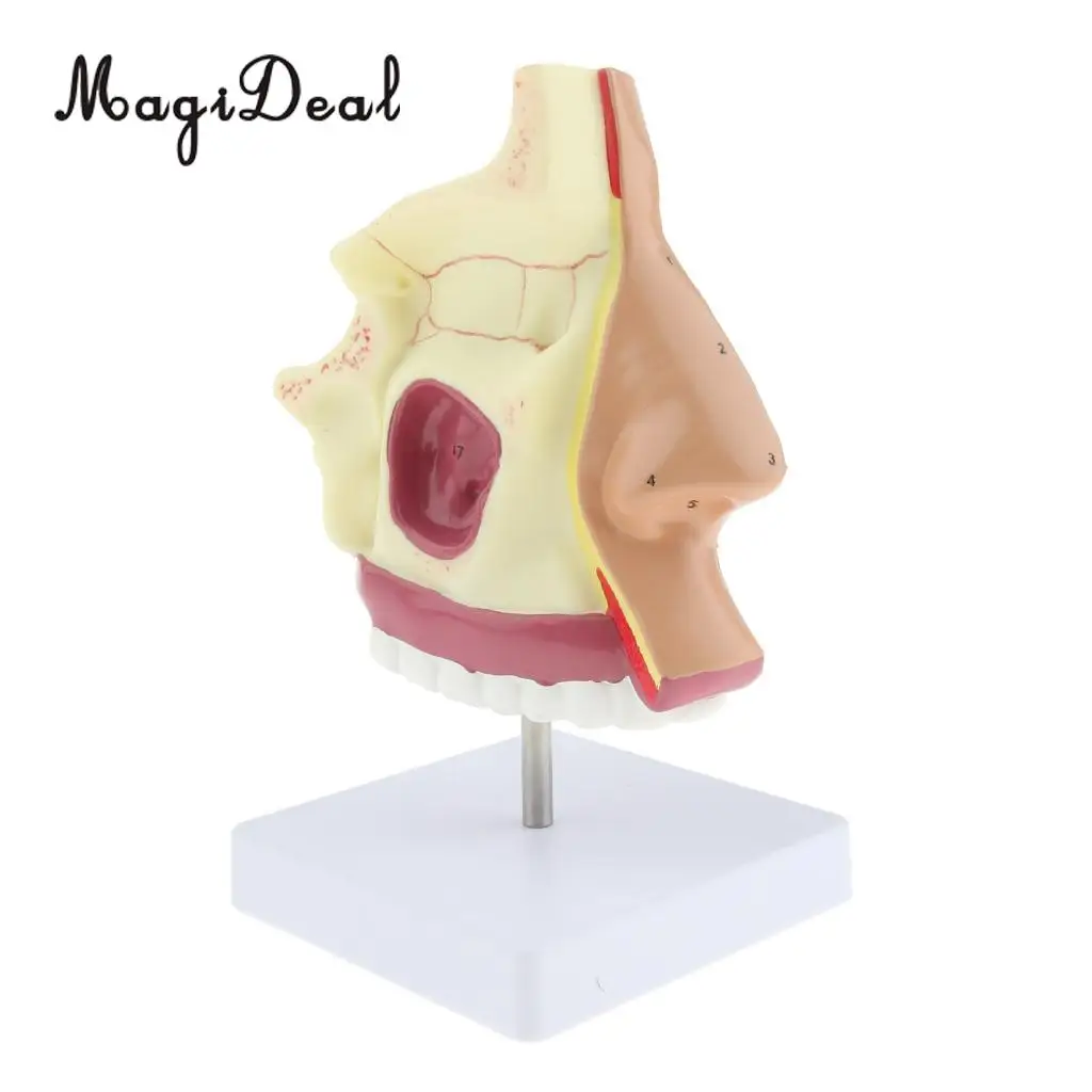 Medical Nasal Cavity Anatomical Model Human Mouth Nose Throat Anatomy Model with Stand Base