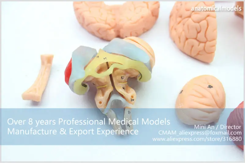 BRAIN06 CMAM BRAIN ANATOMICAL MODEL 15-PARTS 2
