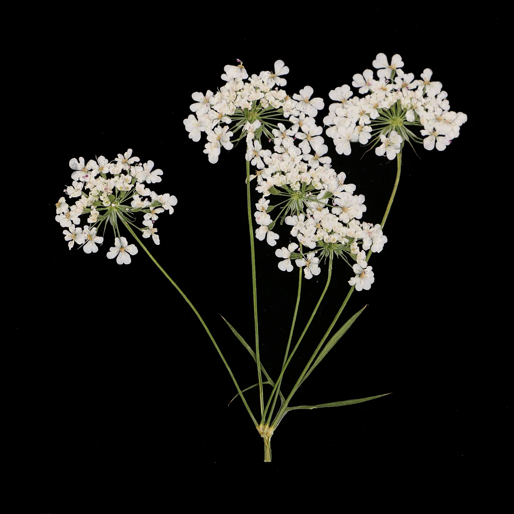10 Pieces Natural Real Lace Flower Pressed Dried Flowers For DIY Ornament Craft Scrapbooking Jewelry Making Pendants Charms