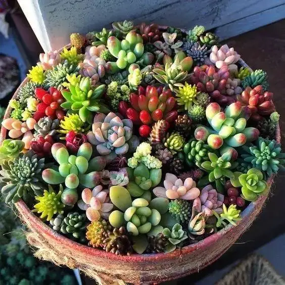 

100 pcs/ bag Exotic Mini Succulent Cactus Rare Succulent Perennial Herb Plants Bonsai Pot Flower Indoor for Garden Flore Pot