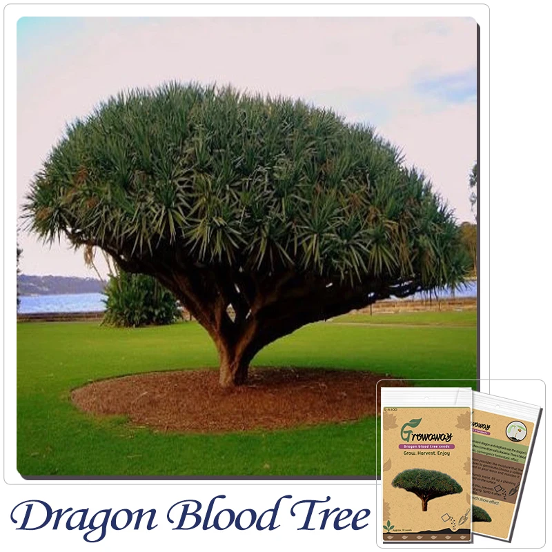 Tree Bonsai 10 Pcs Canary Island Dragon Blood Potted Plants Tree Bonsai 10 Pcs Canary Island Dragon Blood Potted Plants Dracaena Draco Showy Exotic New Ng