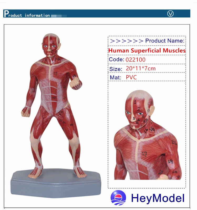 HeyModel человеческие поверхностные мышцы анатомическая система двигателя