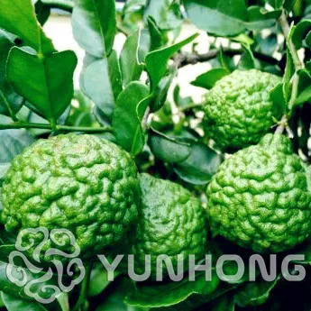 

30 pcs /bag Lemon Bonsai Potted Balcony Planting Seasons Sprouting 95%(Kaffir Lime) Source From Thailand