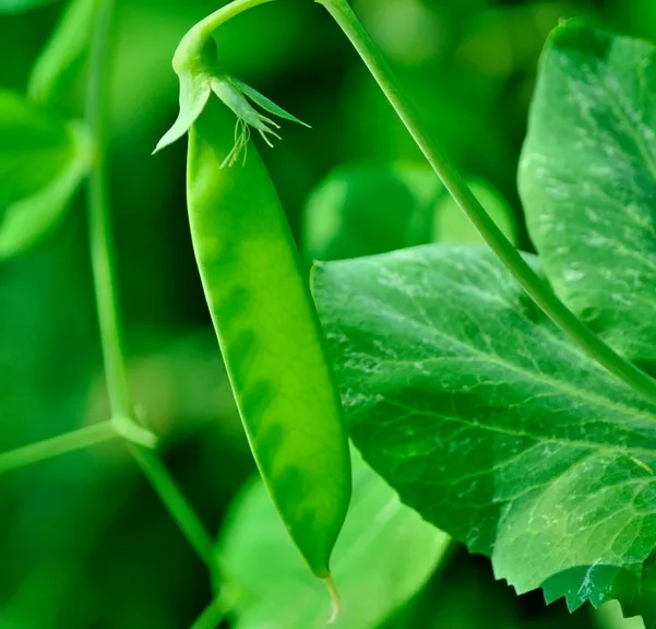 Free shipping 8 sweet peas seeds High nutritional vegetable value easy