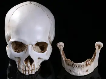 

Simulation 1: 1 human skull model high precision resin skeleton teaching model art model Halloween use