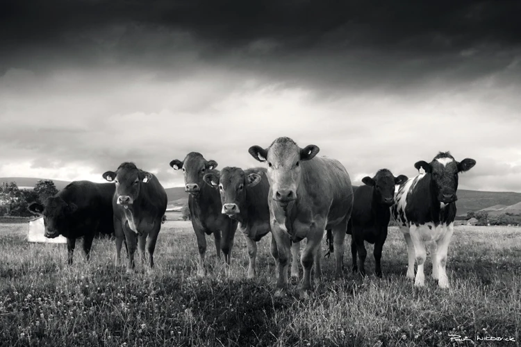 FA-AN-001 -4155145CowpaulV3248