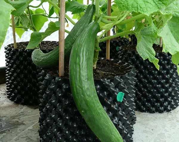 download pruning cucumber plants for free download pruning cucumber plants for free