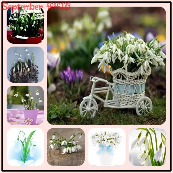 

2019New to the100 pcs Pure Sacred Flowers Brave White Edelweiss Bonsai Austrian Country Flower Garden Dotted Plants Understory