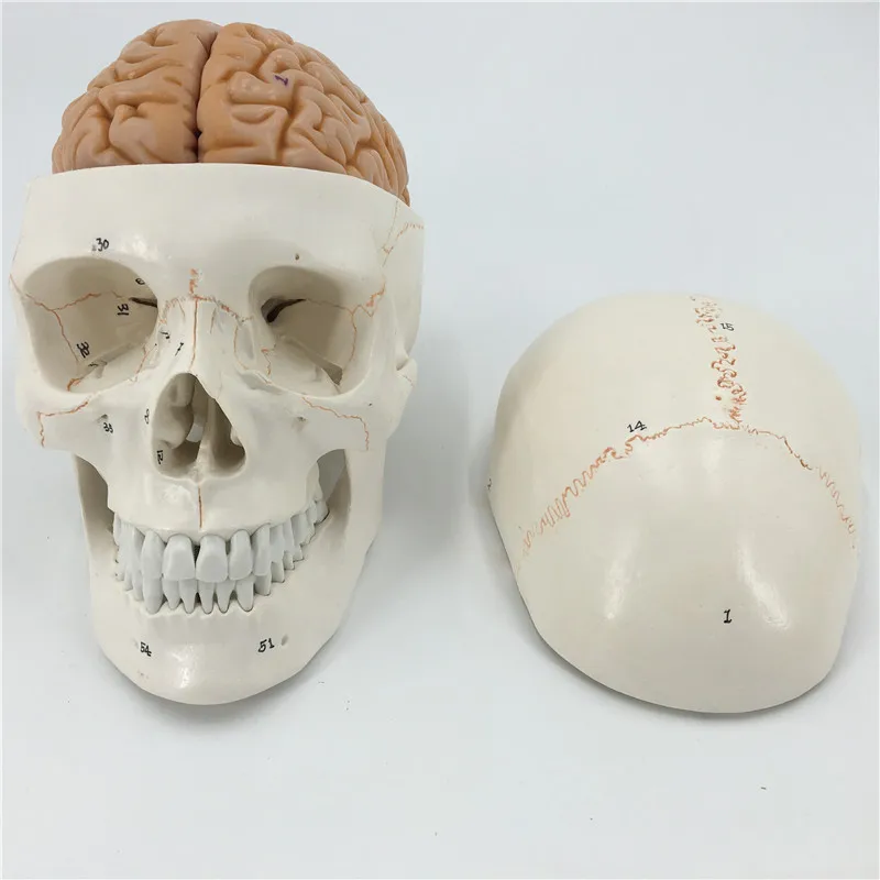 

Human Life Size Numbered Skull With Brain Model anatomy skeleton veterinary anatomical brain anatomia science Exploded skull