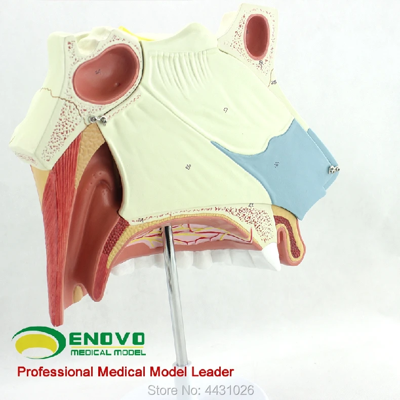 ENOVO медицинская модель носовой анатомии для носа уха и горла респираторная хирургическая эндоскопическая ринопластика
