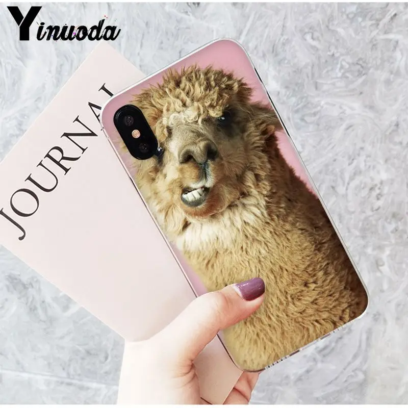 Lama Alpacas Animal