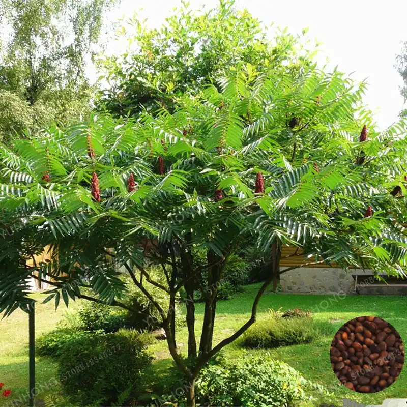 50 Pcs Rhus Typhina Bonsai Staghorn Sumac Tree Bonsai Flowering Plant
