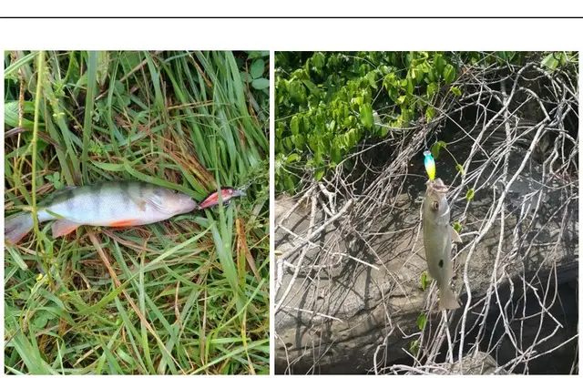 Yuewins mini korby połowów przynęty 45mm 4 1 g topwater sztuczne Japonia twarde przynęty Minnow Swimbait pstrąg Bass Carp Fishing QA267 tanie i dobre opinie Ocean Beach wędkowanie rzeka Ocean Boat Fishing jezioro zbiornik staw strumień Ocean Rock Fishing Twarda przynęta Yuewins mini korby połowów przynęty 45mm 4 1 g topwater sztuczne Japonia twarde przynęty Minnow Swimbait pstrąg Bass Carp Fishing QA267 tanie i dobre opinie Ocean Beach wędkowanie rzeka Ocean Boat Fishing jezioro zbiornik staw strumień Ocean Rock Fishing Twarda przynęta